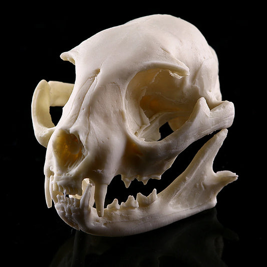 Cat Skull