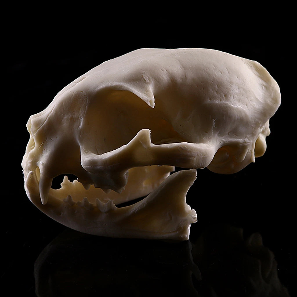 Cat Skull