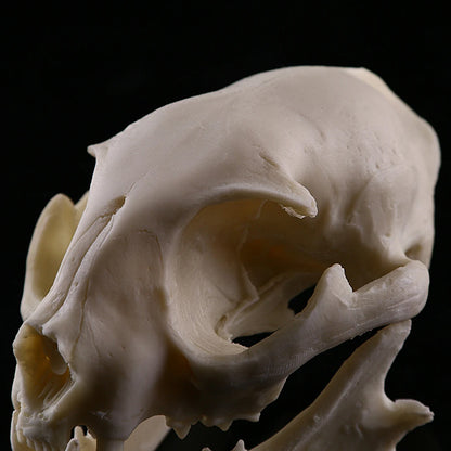 Cat Skull